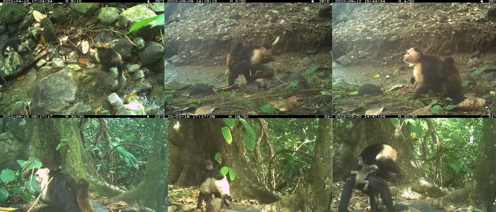 nghiên cứu bằng bẫy ảnh phát hiện xu hướng bắt cóc liên loài ở khỉ mũ đực.jpg