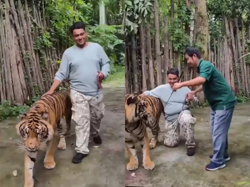 du khách bị hổ vồ trong vườn thú Tiger Kingdom ở Thái Lan.jpg