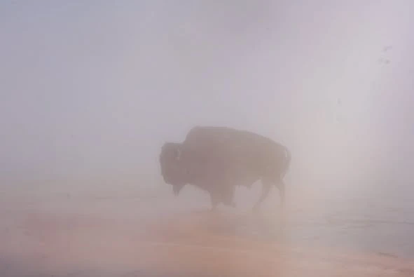 Bò rừng vùng vẫy tới chết dưới suối nước nóng ở Yellowstone_1.jpg