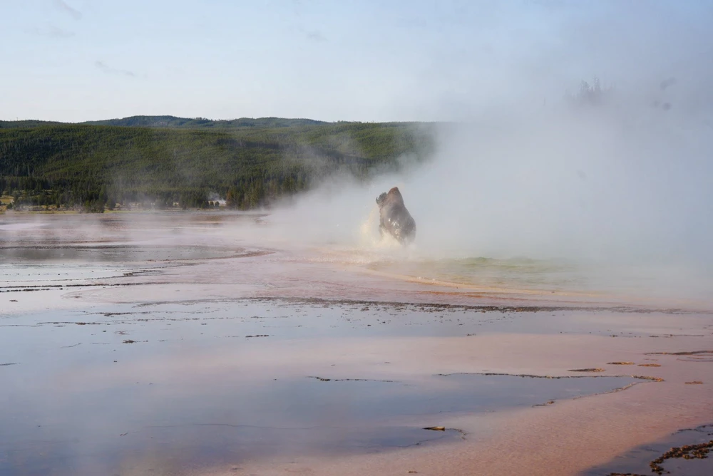 Bò rừng vùng vẫy tới chết dưới suối nước nóng ở Yellowstone_4.jpg