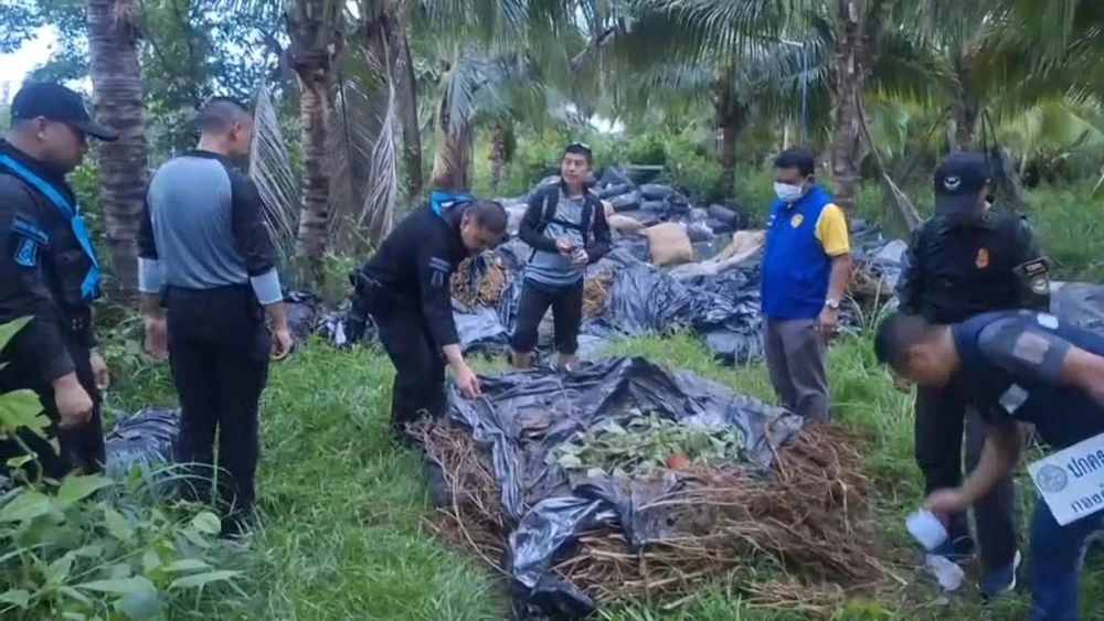 Thái Lan phát hiện số lượng khủng cần sa khô trong vườn sầu riêng_1.jpg