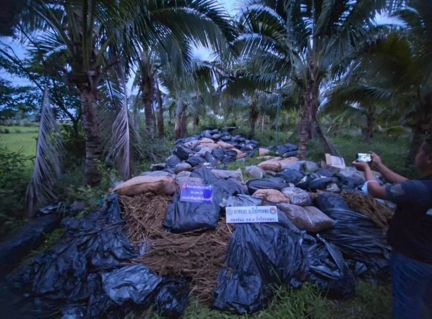 Thái Lan phát hiện số lượng khủng cần sa khô trong vườn sầu riêng.jpg