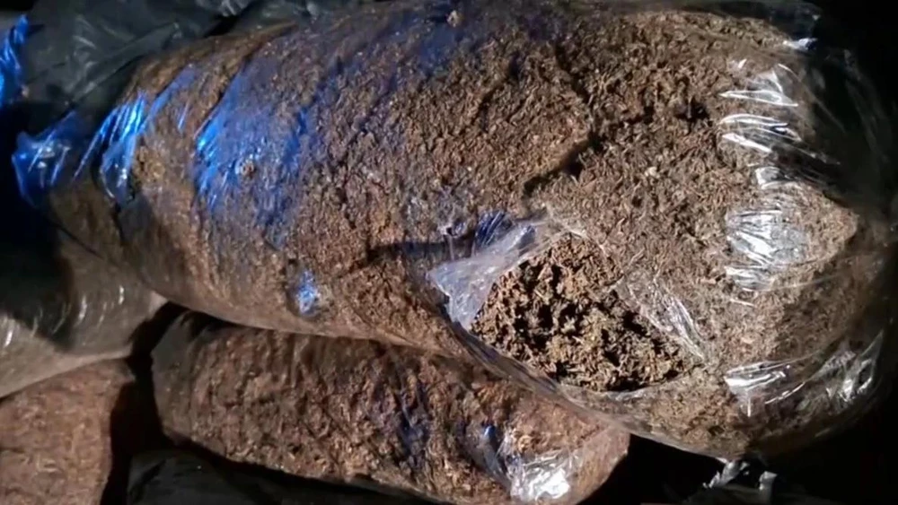 Thái Lan phát hiện số lượng khủng cần sa khô trong vườn sầu riêng_2.jpg