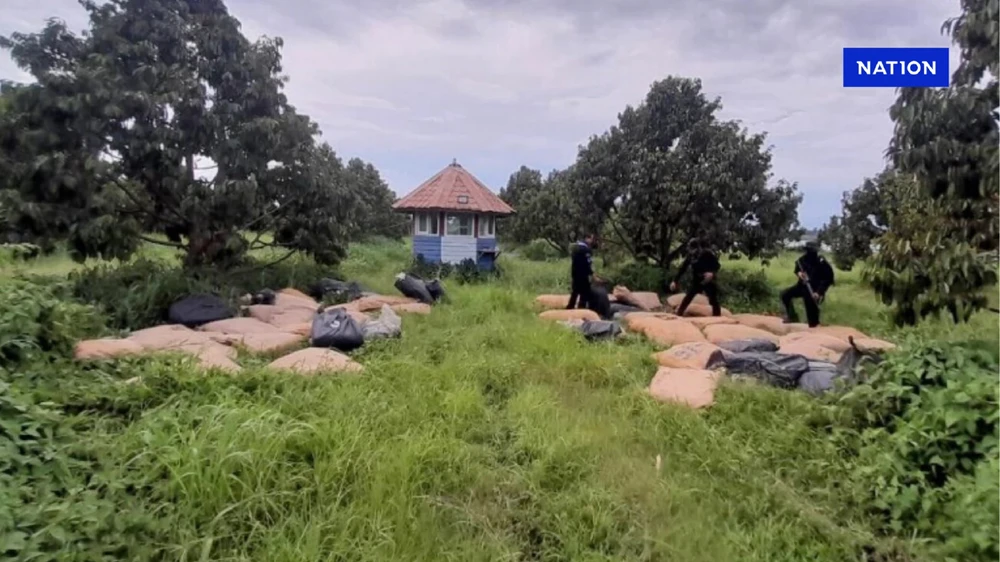 Thái Lan phát hiện số lượng khủng cần sa khô trong vườn sầu riêng_3.jpg