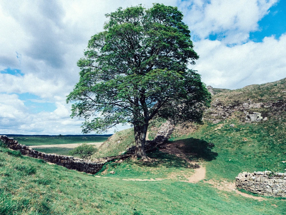 Cây Sycamore Gap_lần đầu tiên có người ngồi tù vì đốn hạ cây trái phép.jpg