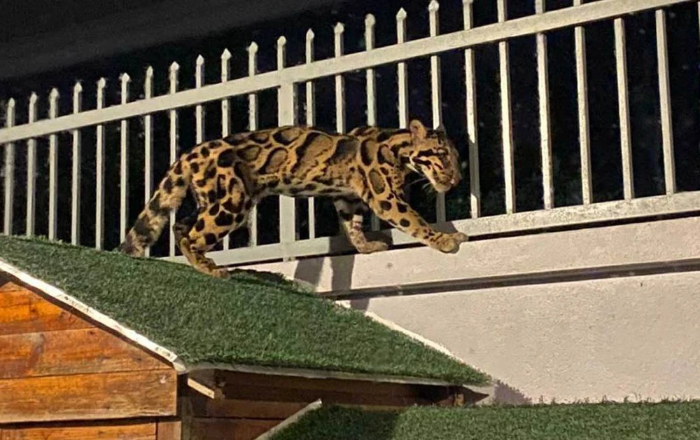 Tức tốc trong đêm vây bắt báo hoang dã trên mái nhà dân ở Malaysia_0.jpg