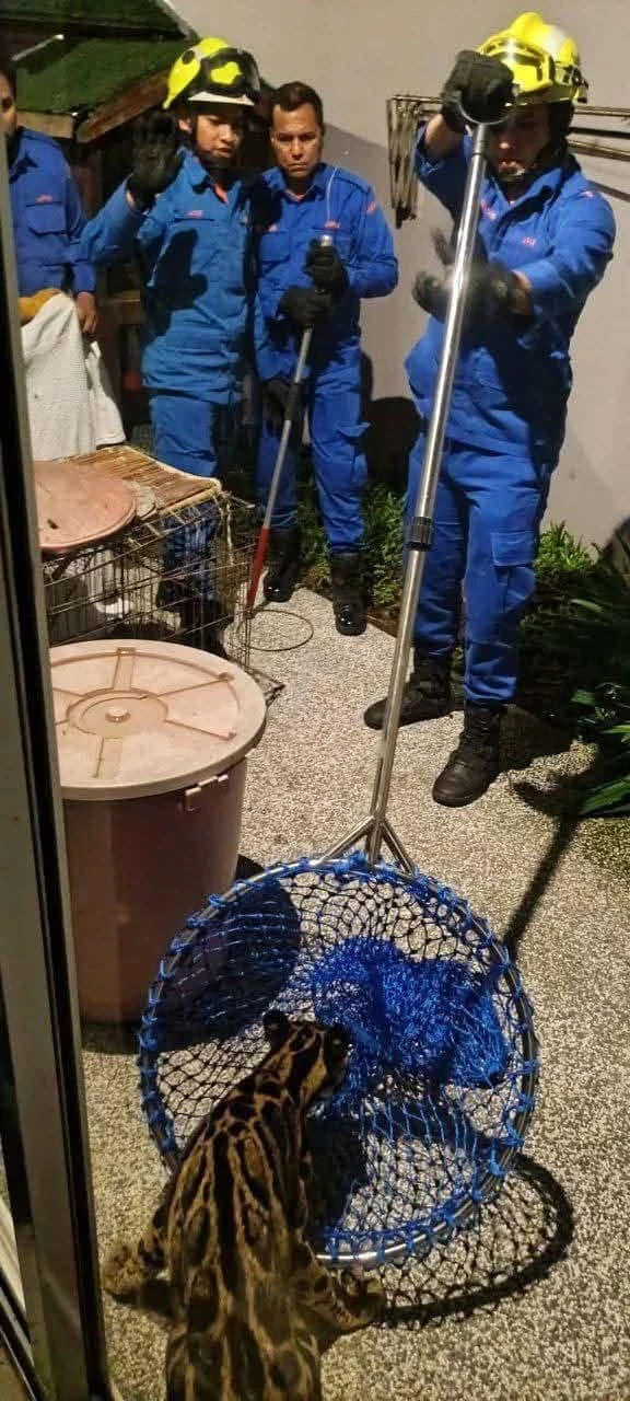 Tức tốc trong đêm vây bắt báo hoang dã trên mái nhà dân ở Malaysia_2.jpg