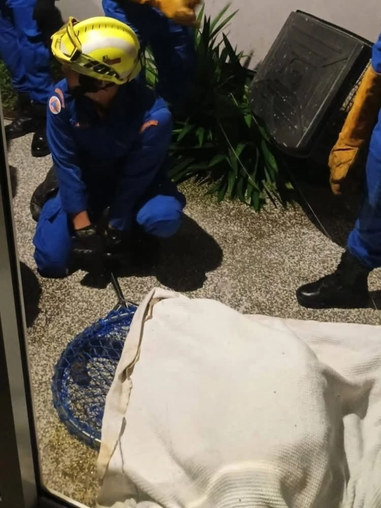 Tức tốc trong đêm vây bắt báo hoang dã trên mái nhà dân ở Malaysia_3.jpg