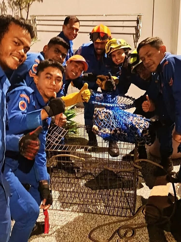 Tức tốc trong đêm vây bắt báo hoang dã trên mái nhà dân ở Malaysia_4.jpg