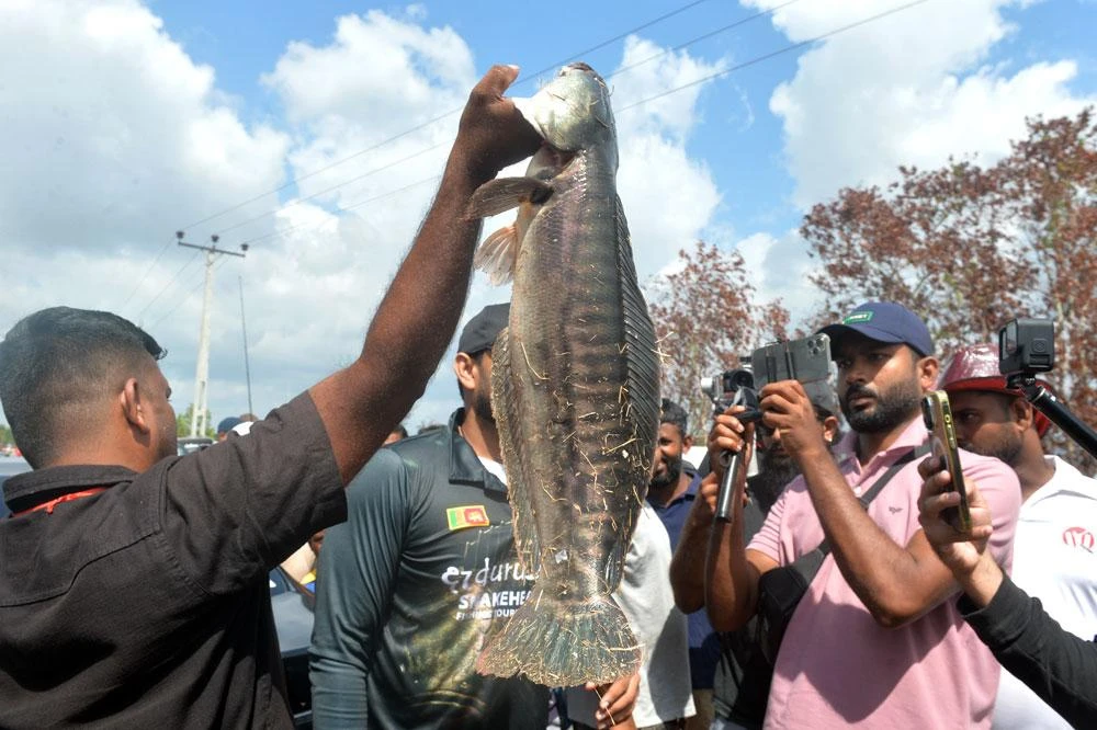Cuộc thi câu cá lóc khổng lồ (cá lóc bông) ở Sri Lanka_7.jpg