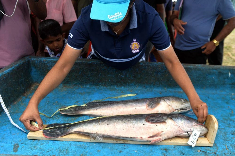 Cuộc thi câu cá lóc khổng lồ (cá lóc bông) ở Sri Lanka_8.jpg