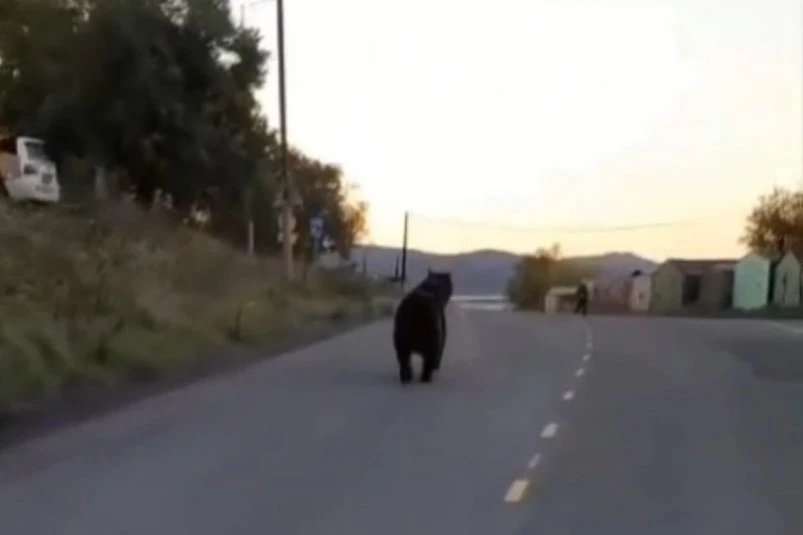 Gấu tấn công người ở Kamchatka, Nga.jpg