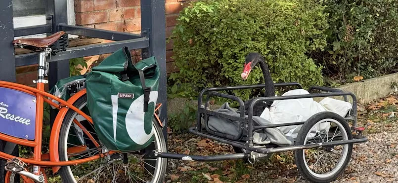 Thiên nga đen Reggie Kẻ huỷ diệt.jpg