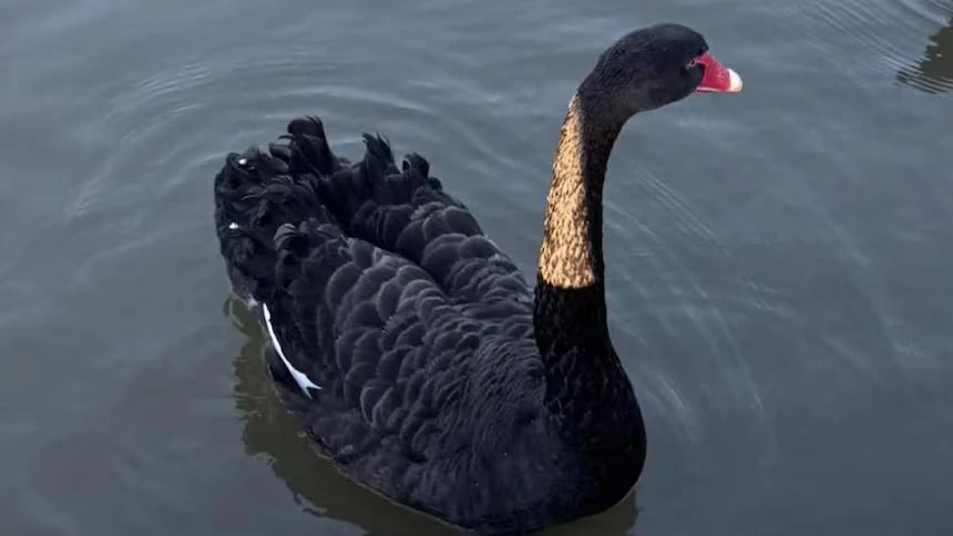 Thiên nga đen Reggie Quý Ngài huỷ diệt.jpg