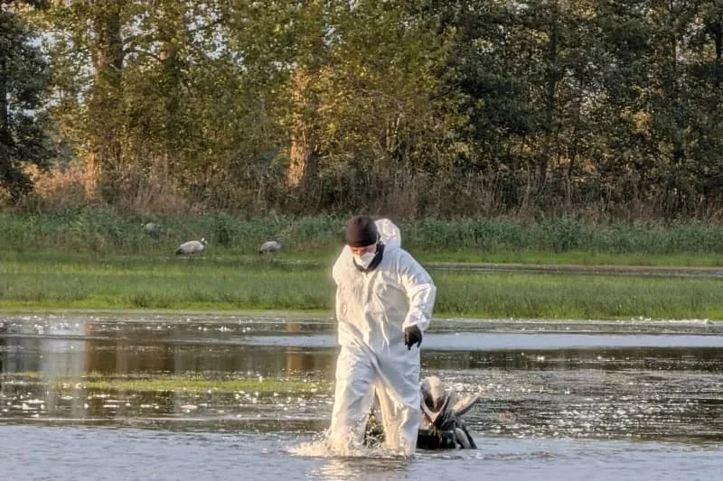 1.000 con sếu hoang dã chết do dịch cúm A H5N1 ở Đức_2.jpg