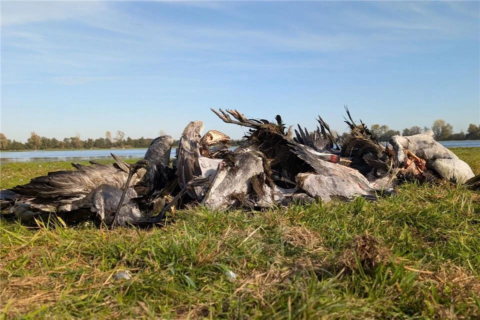 1.000 con sếu hoang dã chết do dịch cúm A/H5N1 ở Đức_3.jpg