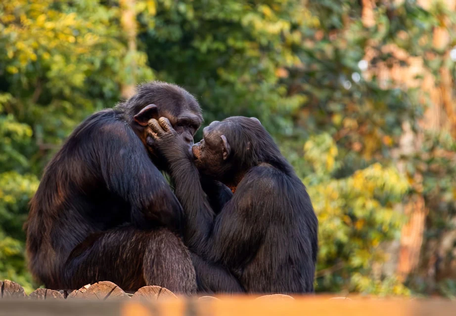 1911 Nụ hôn có lịch sử cổ xưa loài người hàng chục lần.jpg