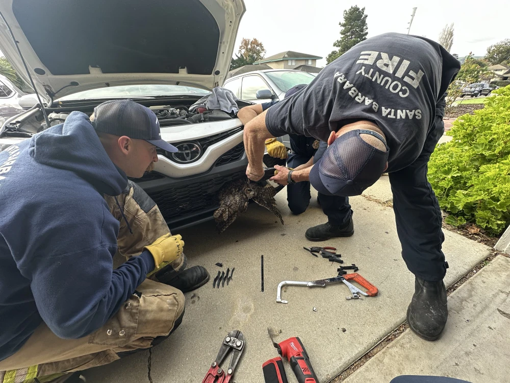 2312 Giải cứu cú mèo khỏi lưới tản nhiệt xe hơi_2.jpg