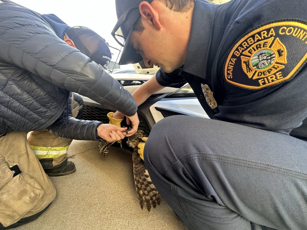 2312 Giải cứu cú mèo khỏi lưới tản nhiệt xe hơi_3.jpg