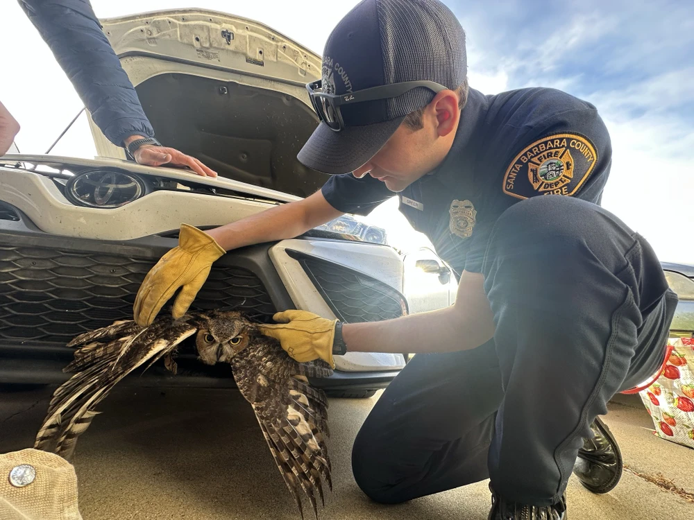 2312 Giải cứu cú mèo khỏi lưới tản nhiệt xe hơi_4.jpg