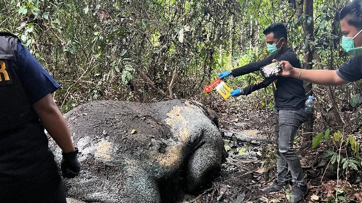 0802 Indonesia điều tra vụ voi quý bị cắt đầu, lấy ngà trong đất rừng do công ty giấy quản lý_1.jpg