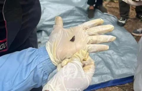 0802 Indonesia điều tra vụ voi quý bị cắt đầu, lấy ngà trong đất rừng do công ty giấy quản lý_2.jpg