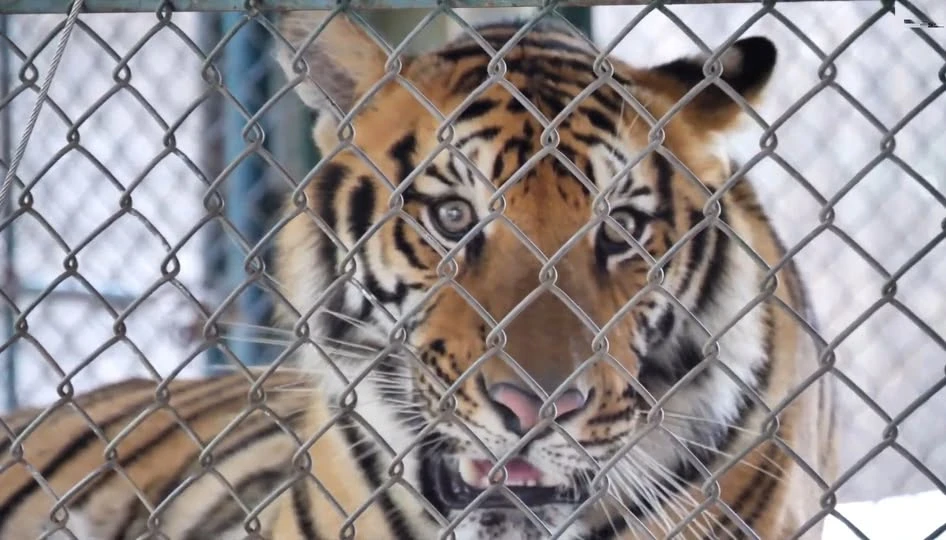 2102 72 con hổ trong vườn thú ở Thái Lan chết hàng loạt trong chưa đầy 2 tuần.jpg