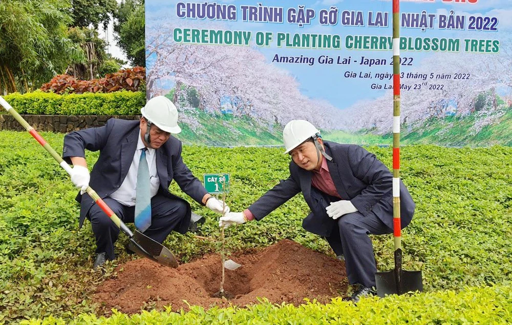 Lãnh đạo tỉnh Gia Lai và đại diện Nhật Bản trồng hoa anh đào tại khuôn viên quảng trường Đại Đoàn Kết.