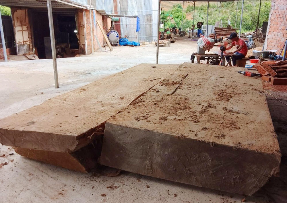 Một đoạn gỗ được cắt xẻ sau khi trục vớt. LÊ KIẾN