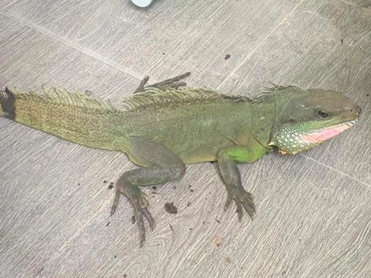 Cá thể kỳ tôm và nhiều cá thể động vật khác vẫn chưa được xác định chủng loại.