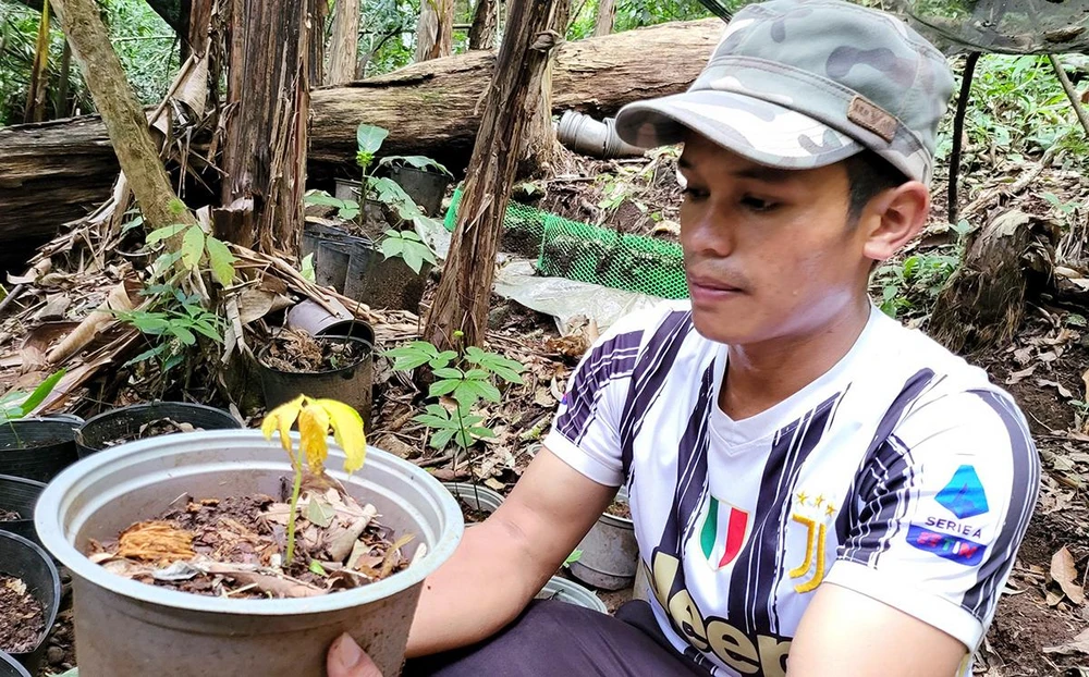 Người trồng sâm Ngọc Linh ở huyện Tu Mơ Rông gặp khó khăn do sâm bị bệnh chết. Ảnh: LK Người trồng sâm Ngọc Linh ở huyện Tu Mơ Rông gặp khó khăn do sâm bị bệnh chết. Ảnh: LK