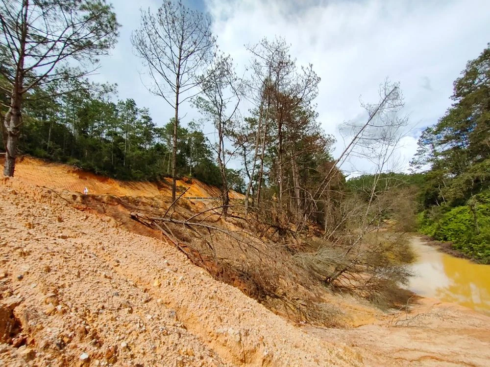 Nhà thầu thi công quốc lộ 24 đổ đất thải khiến hàng trăm cây rừng bị chết. Ảnh: LK