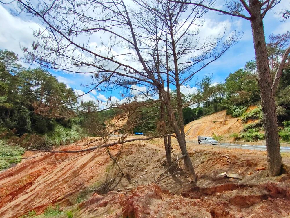 Đất thải đổ lấp gốc cây dọc Quốc lộ 24 đoạn qua thị trấn Măng Đen khiến cây rừng chết khô.