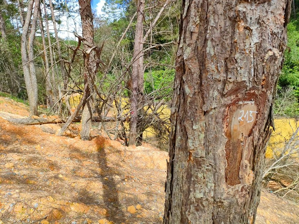 Những cây thông được đo đếm, đánh dấu dọc Quốc lộ 24.