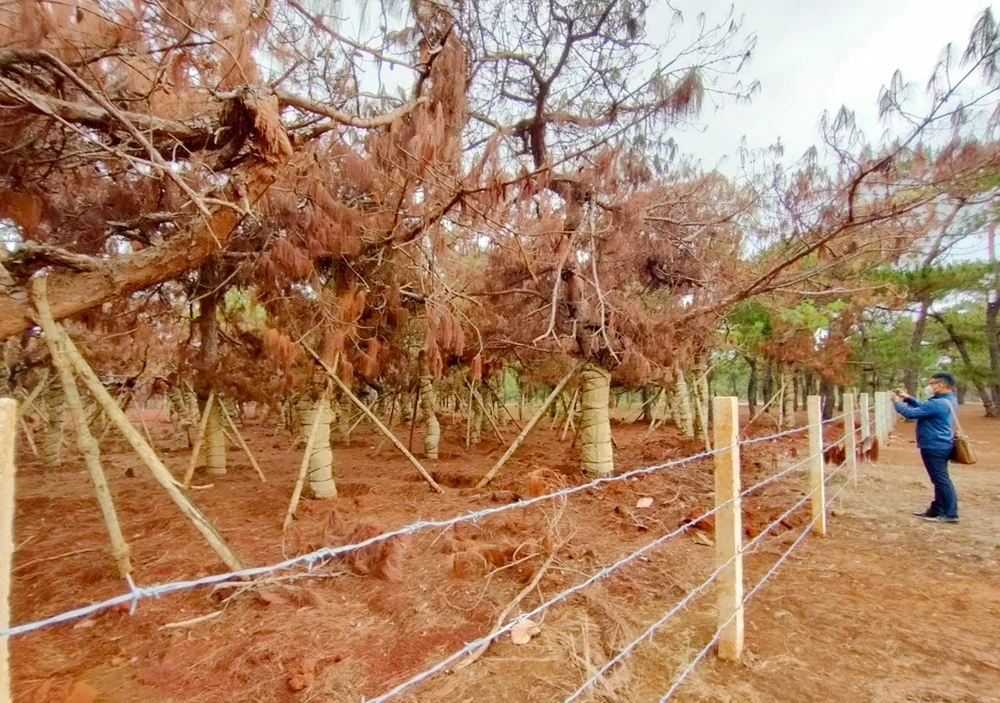 Dự án sân golf Đắk Đoa khiến hàng ngàn cây thông chết. Ảnh: LK.