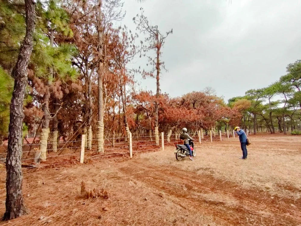 Hàng ngàn cây thông bị chết do di dời khỏi dự án sân golf Đắk Đoa. Ảnh: LK