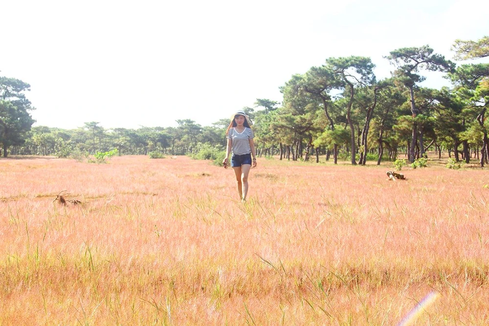 Dự án sân golf Đắk Đoa khiến đồi cỏ hồng tuyệt đẹp không còn nữa. Ảnh: LK