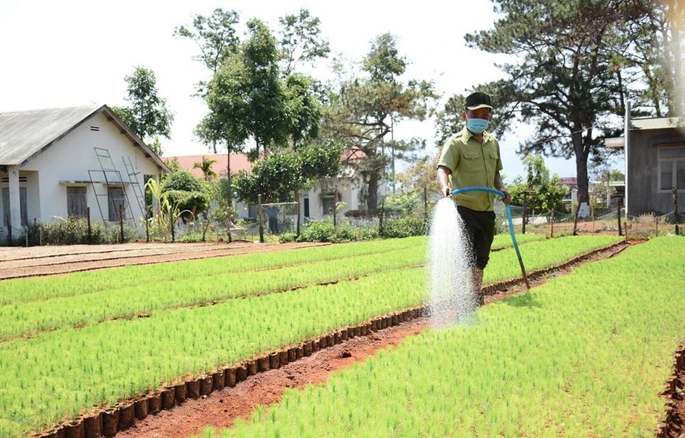 Ban Quản lý rừng phòng hộ Đắk Đoa trồng 33 ha rừng nhưng mật độ cây chỉ còn 10%.