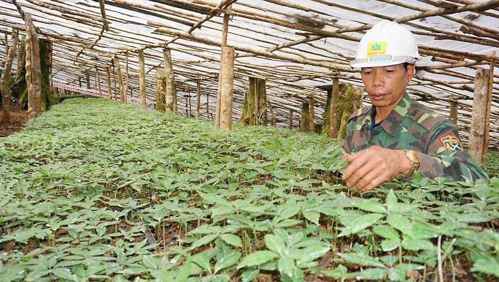 Huyện Tu Mơ Rông đề nghị các doanh nghiệp cung ứng giống sâm mới cho người trồng. Ảnh: LK Huyện Tu Mơ Rông đề nghị các doanh nghiệp cung ứng giống sâm mới cho người trồng. Ảnh: LK