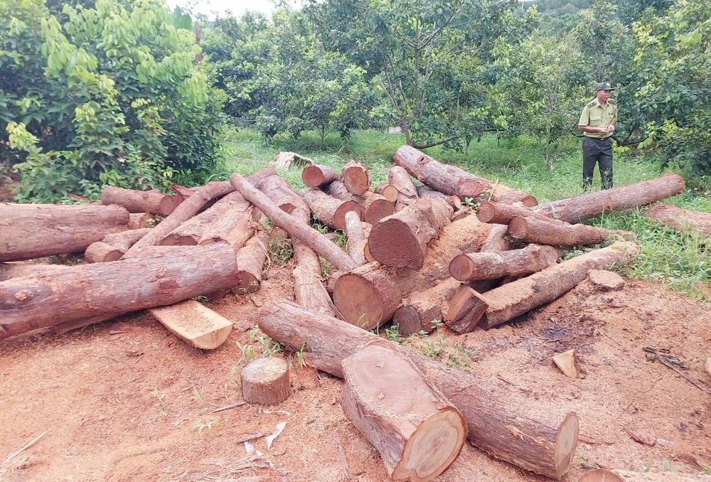 Cơ quan chức năng ghi nhận tại hiện trường có 76 lóng gỗ. Ảnh": DV.