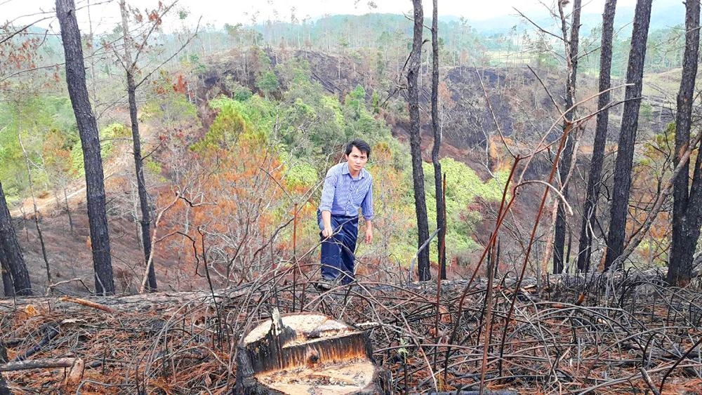 Rừng thông tuyệt đẹp bị triệt hạ để trồng mắc ca năm 2017. Ảnh: LK.