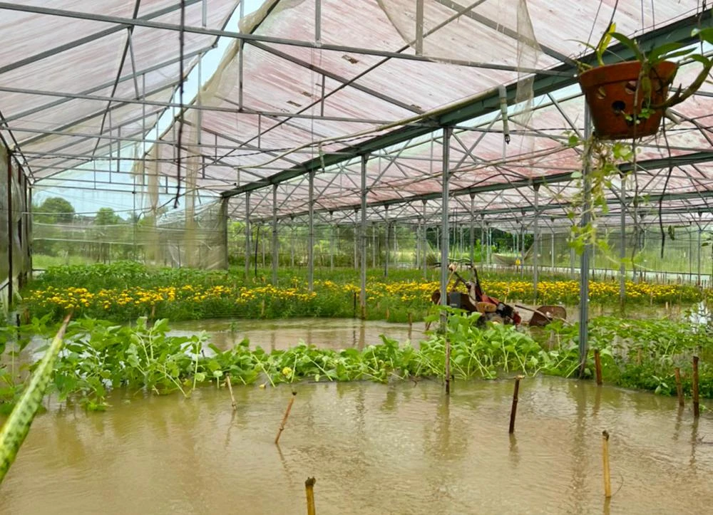 Cây trồng trong nhà lồng bị ngập nước.