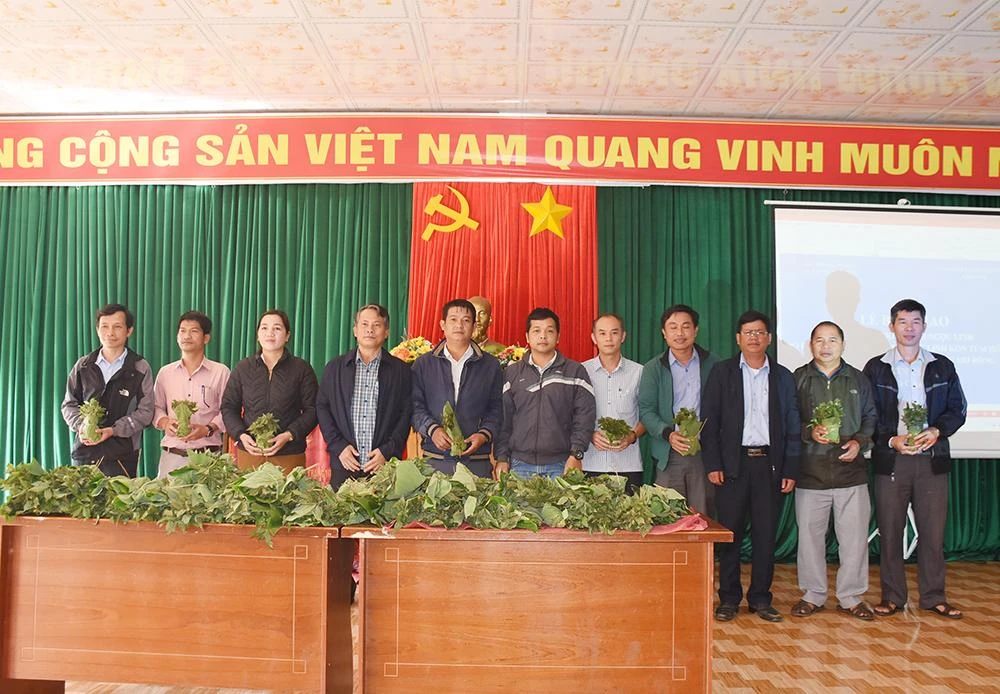 10.000 cây sâm Ngọc Linh giống trao cho 262 hộ nghèo. Ảnh: VP