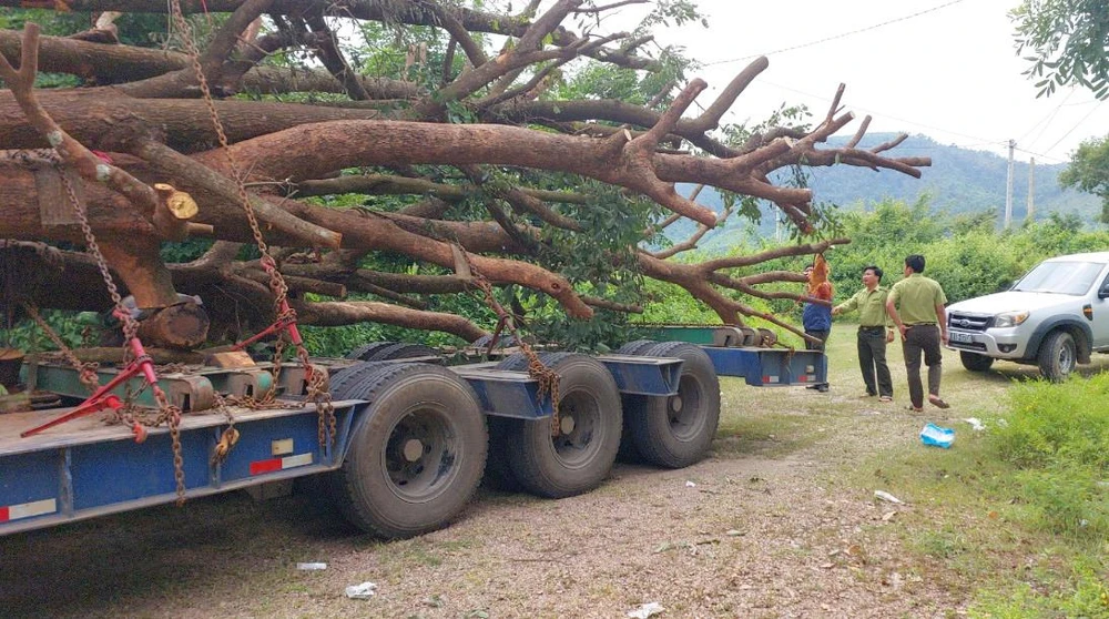 Hạt Kiểm lâm huyện Krông Pa đang tiến hành xác minh chủng loại cây. Ảnh: DV.