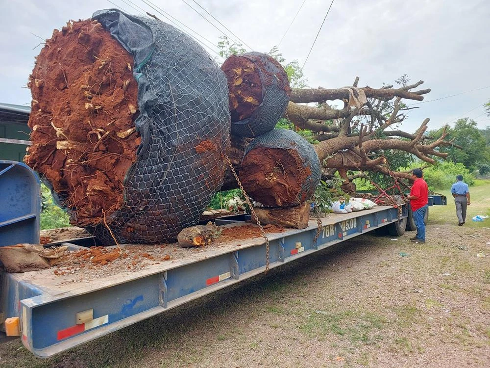 Năm cây cổ thụ quá khổ chở trên rơ moóc. Ảnh: DV.