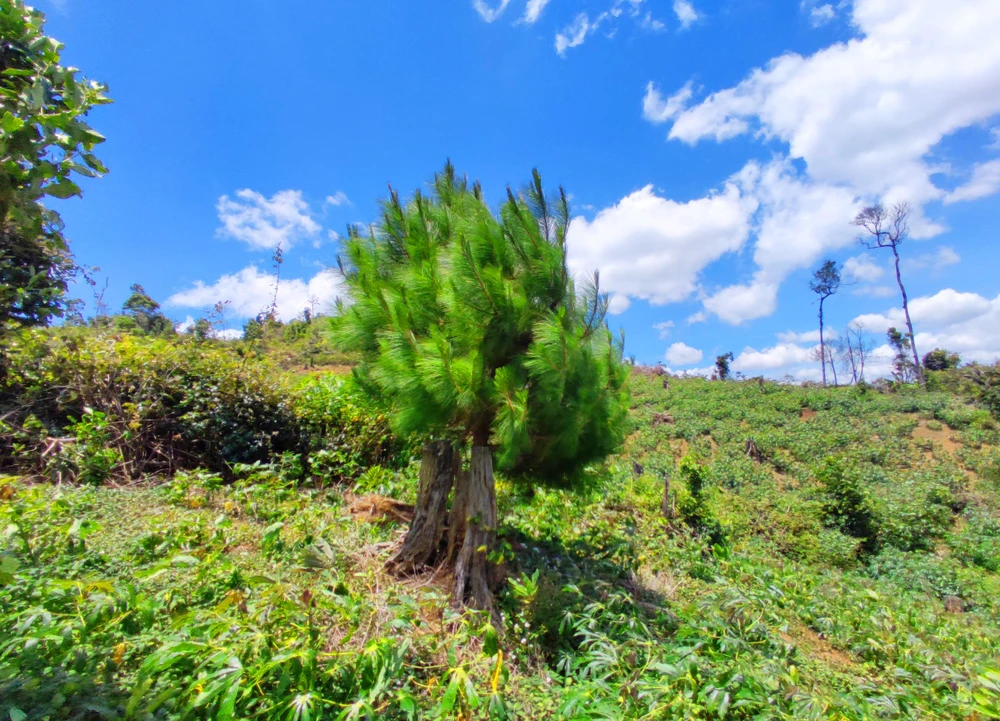 Dự án trồng rừng không thành rừng xảy ra tại Công ty Lâm nghiệp Kon Plông. Ảnh: LK.