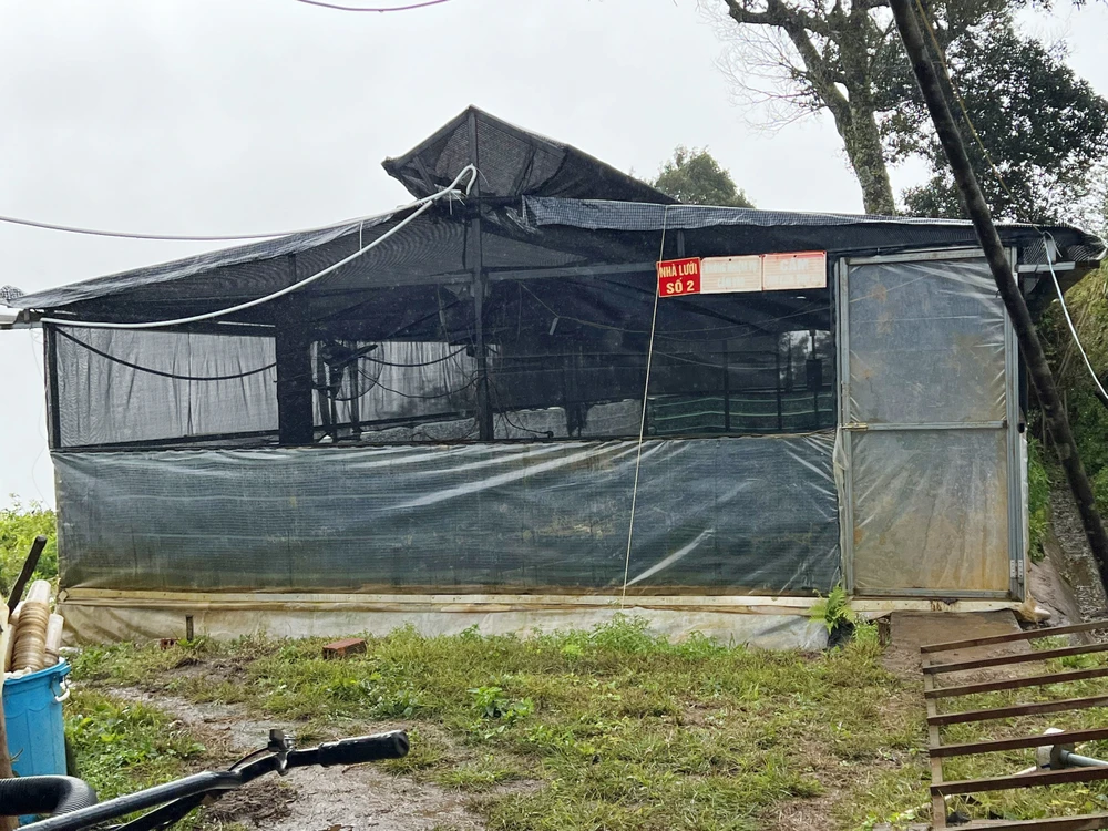 Khu nuôi cấy sâm Ngọc Linh của Công ty CP Rượu Sâm Ngọc Linh Kon Tum tại xã Ngọk Lây.