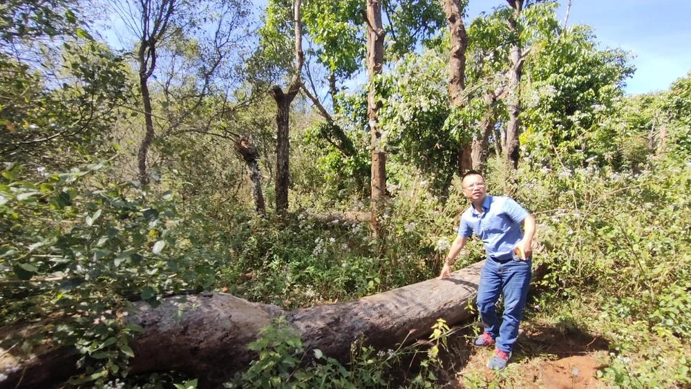 Một cây xanh lâu năm đã chết, ngã bật gốc.