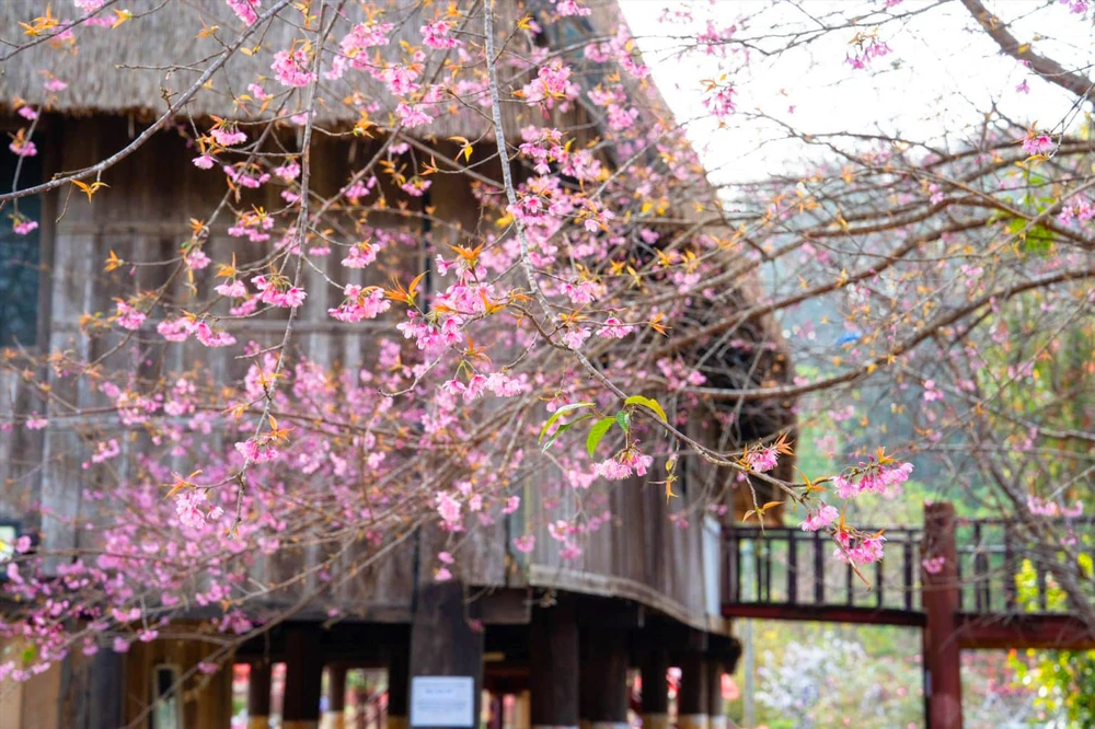 Một góc ảnh chụp hoa đào bên nhà rông.