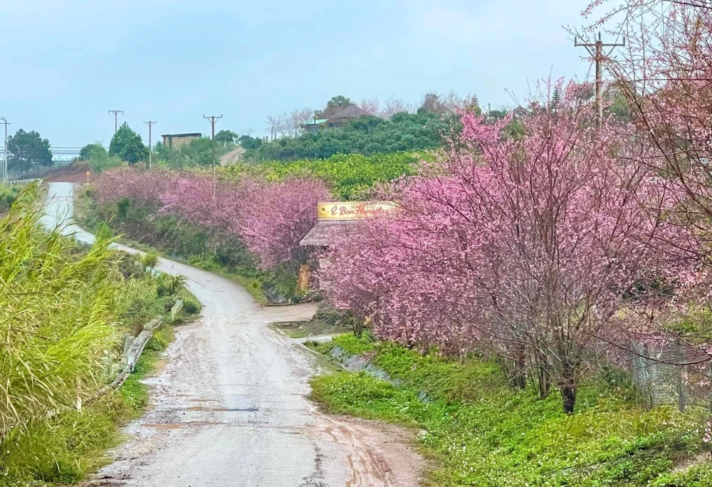 Điểm nhấn du lịch Măng Đen năm nay là hoa đào nở rộ đúng dịp Tết.